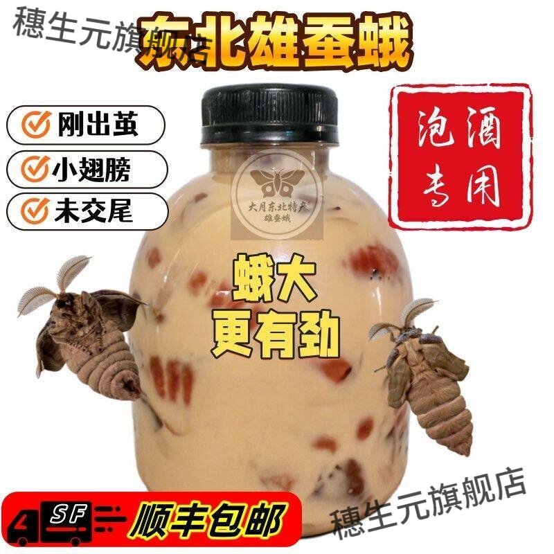 东北未交尾雄蚕蛾鲜活泡酒