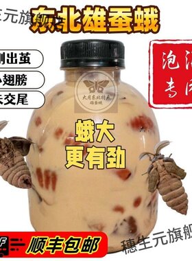 东北未交尾雄蚕蛾鲜活泡酒