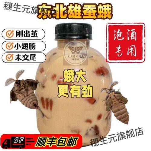 东北未交尾雄蚕蛾鲜活泡酒