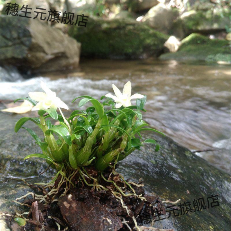 正宗霍山米斛苗石盆景矮壮