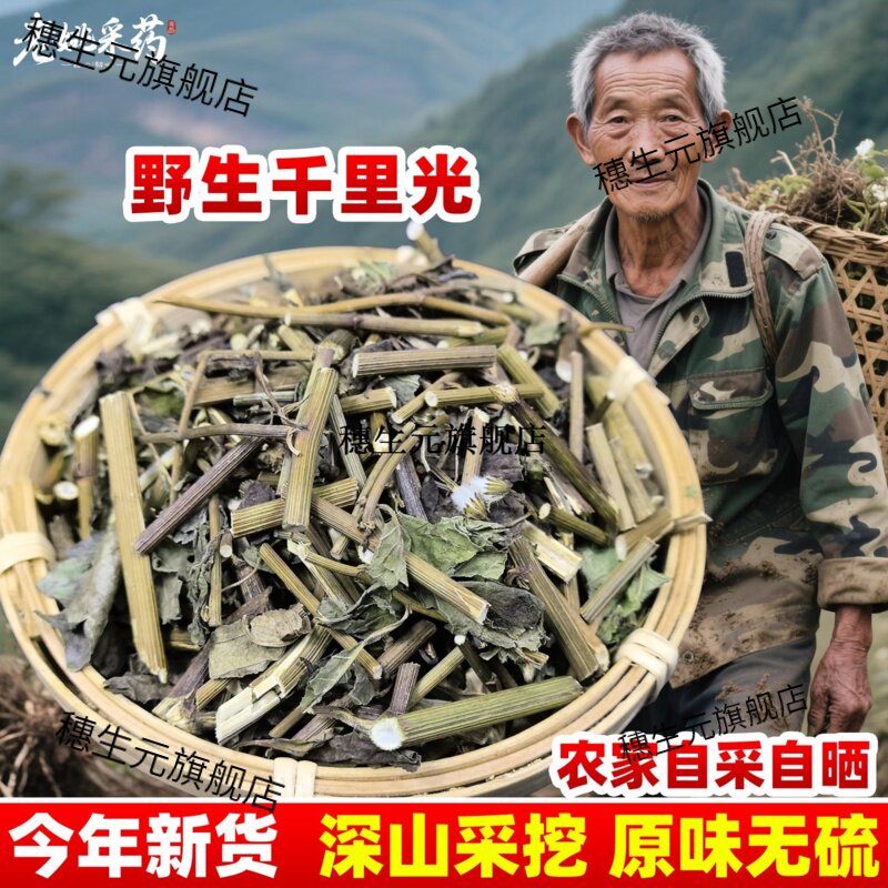云南野生千里光九明黄花