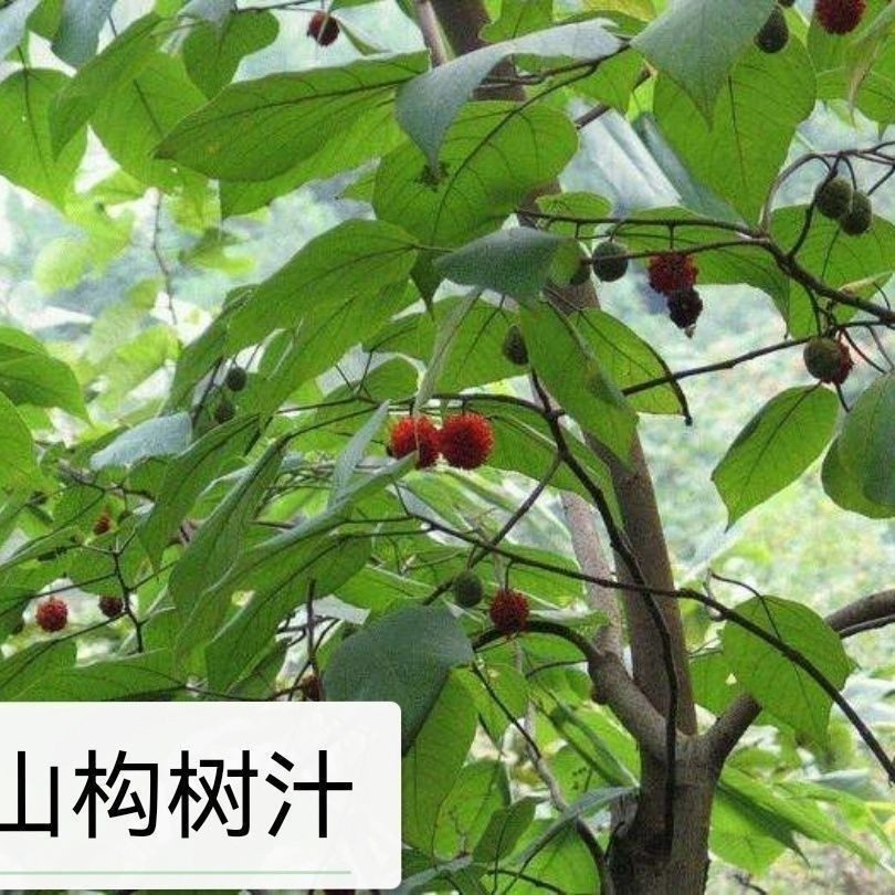 构树汁液牛皮癣树假梅子角阔