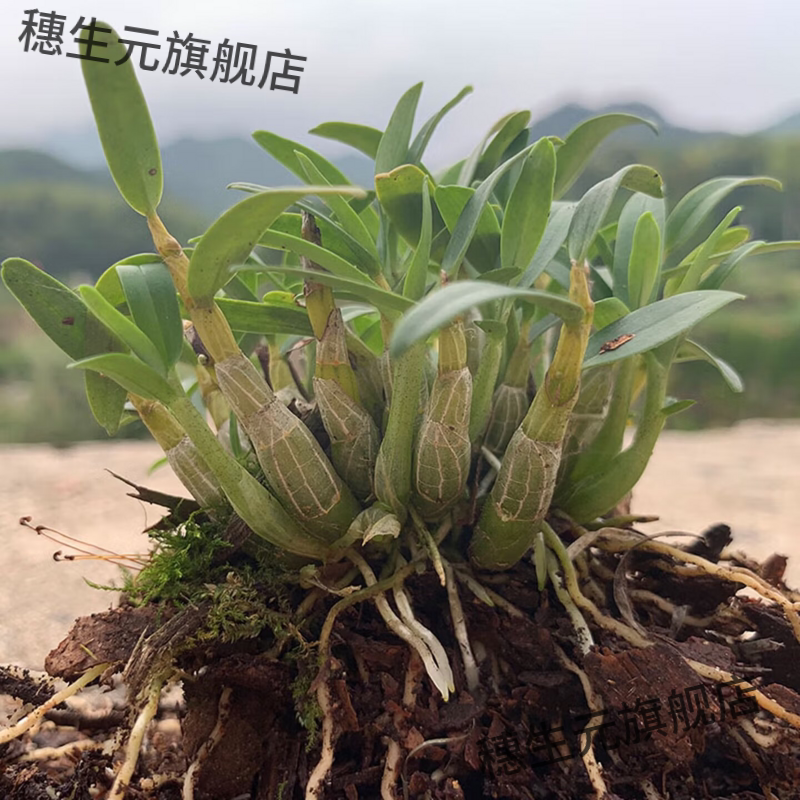 霍山米斛苗矮壮超铁皮石斛盆栽