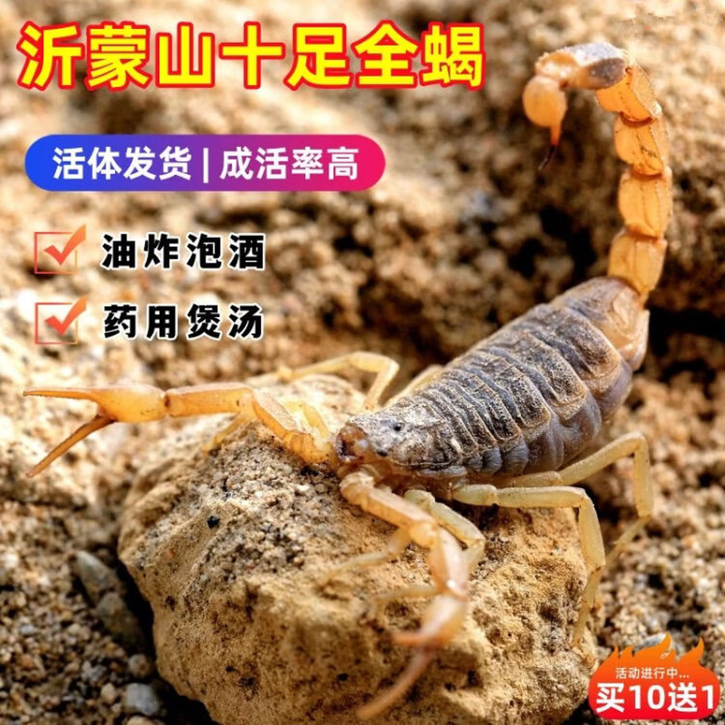 蝎子活体正宗沂蒙野性十足
