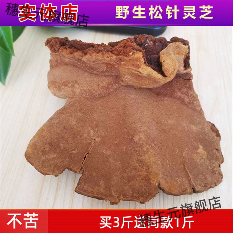 野生松针层孔菌云南深山