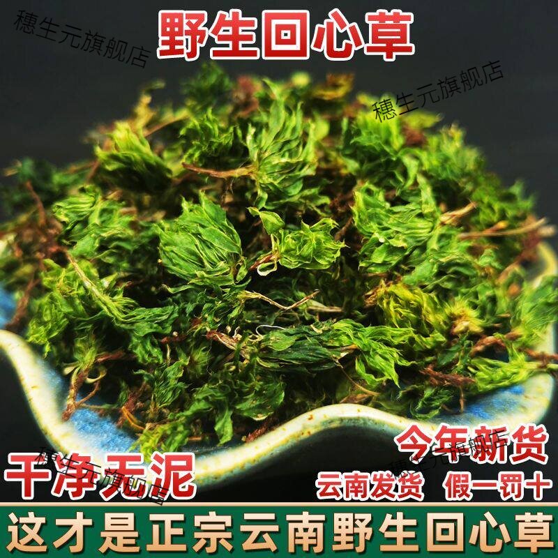 云南野生回心草大叶藓晒干