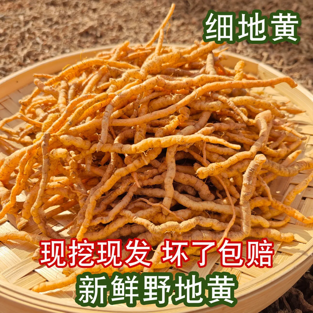 野生细地黄现挖现发中药材泡酒