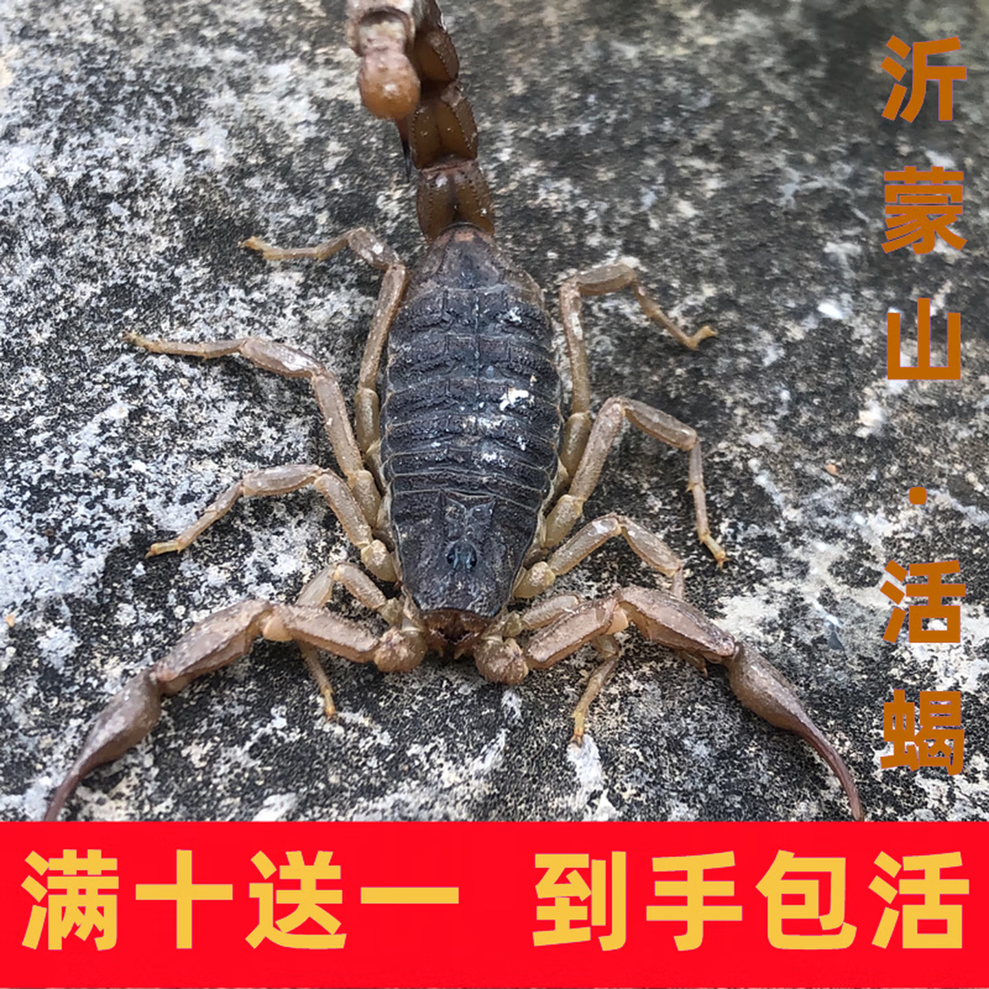活蝎子正宗沂蒙山野性十足