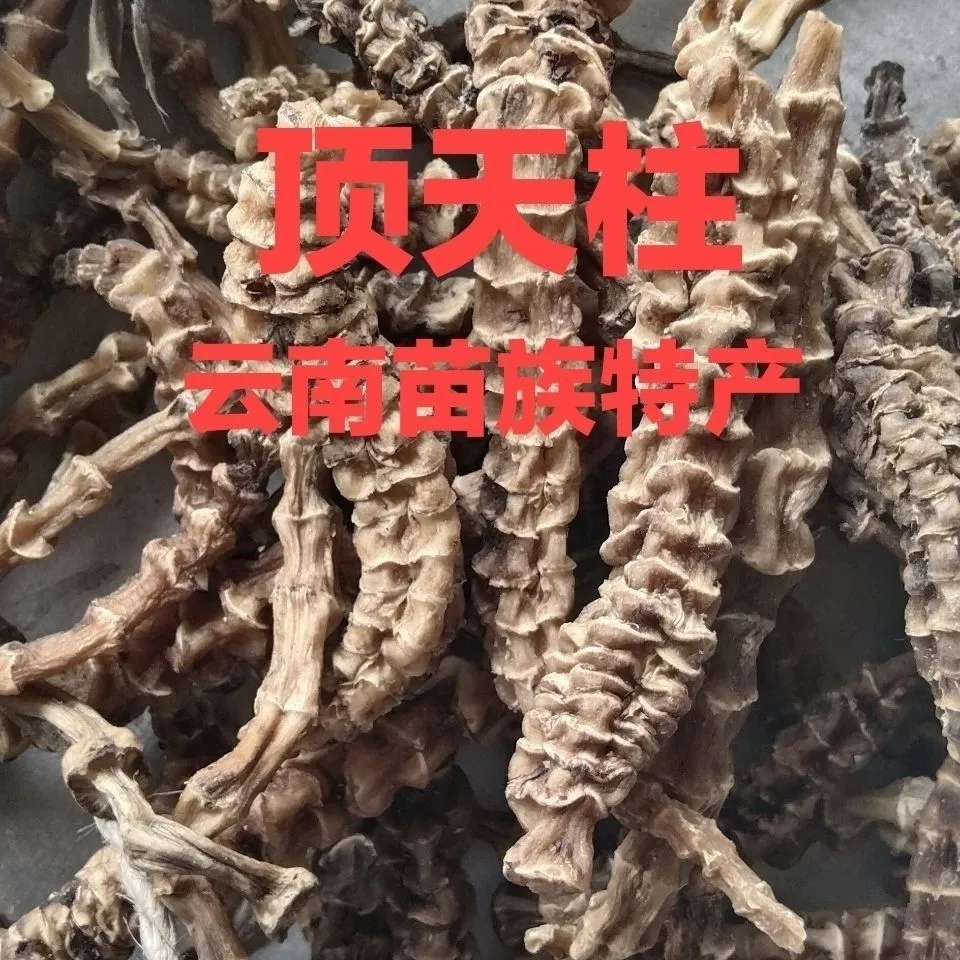 野生顶天柱不老草阳劲鞭材