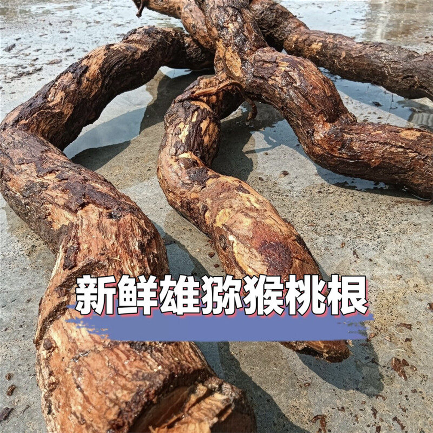 野生雄猕猴桃根老藤梨洋石