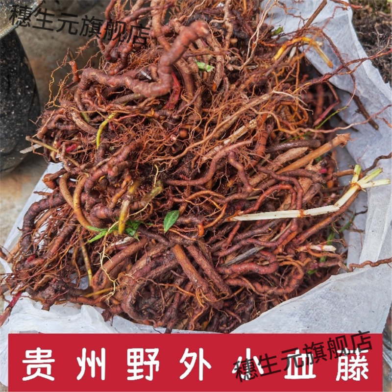 贵州野生茜草中药材新鲜