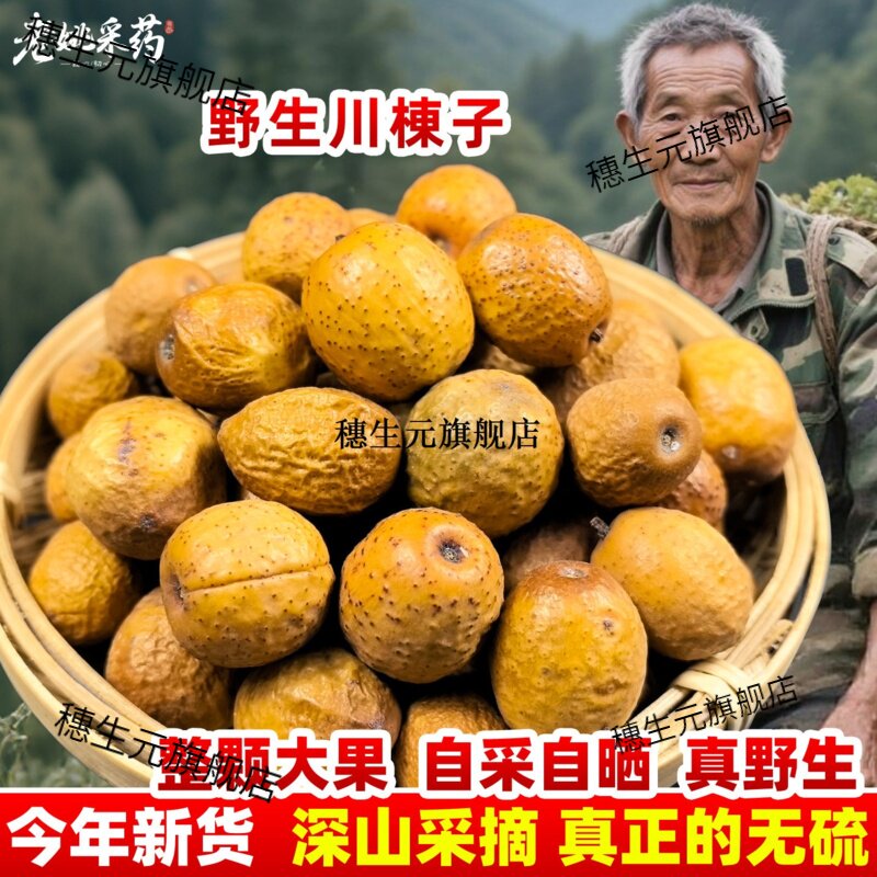 云南野生川楝子中草药材50