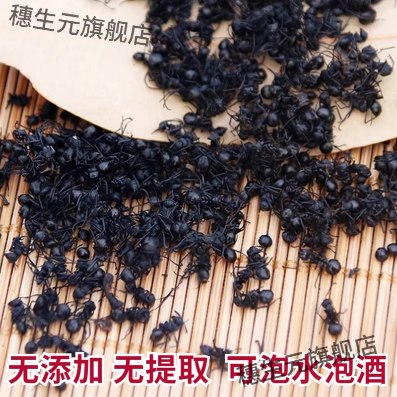 黑蚂蚁长白山野生黑蚂蚁干 大黑蚂蚁 拟黑多刺蚁黑蚂蚁泡酒料