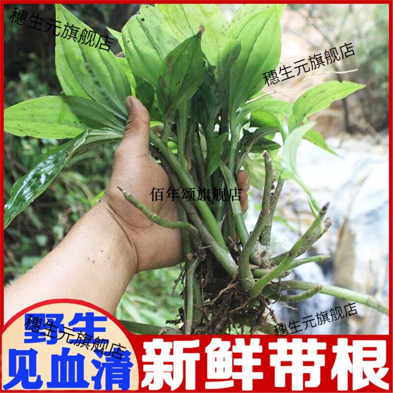 新鲜见血青材草药种苗