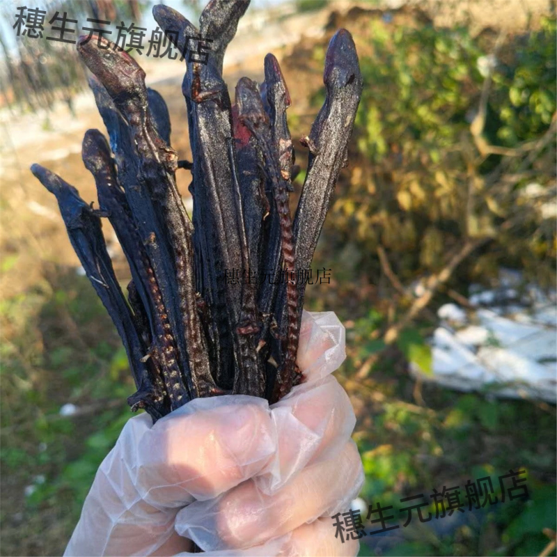 特许养殖大鲵娃鱼干货新疆