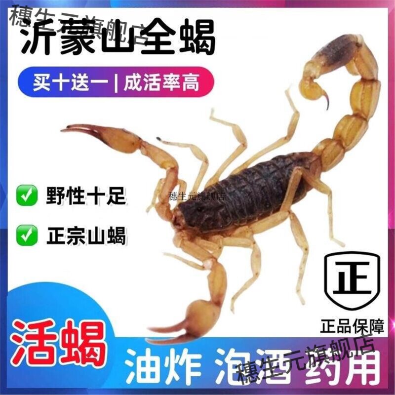 蝎子活一斤沂蒙鲜毒食用虫