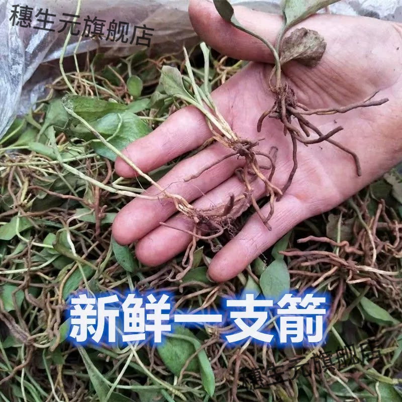 一支箭野生枝新鲜青藤瓶儿