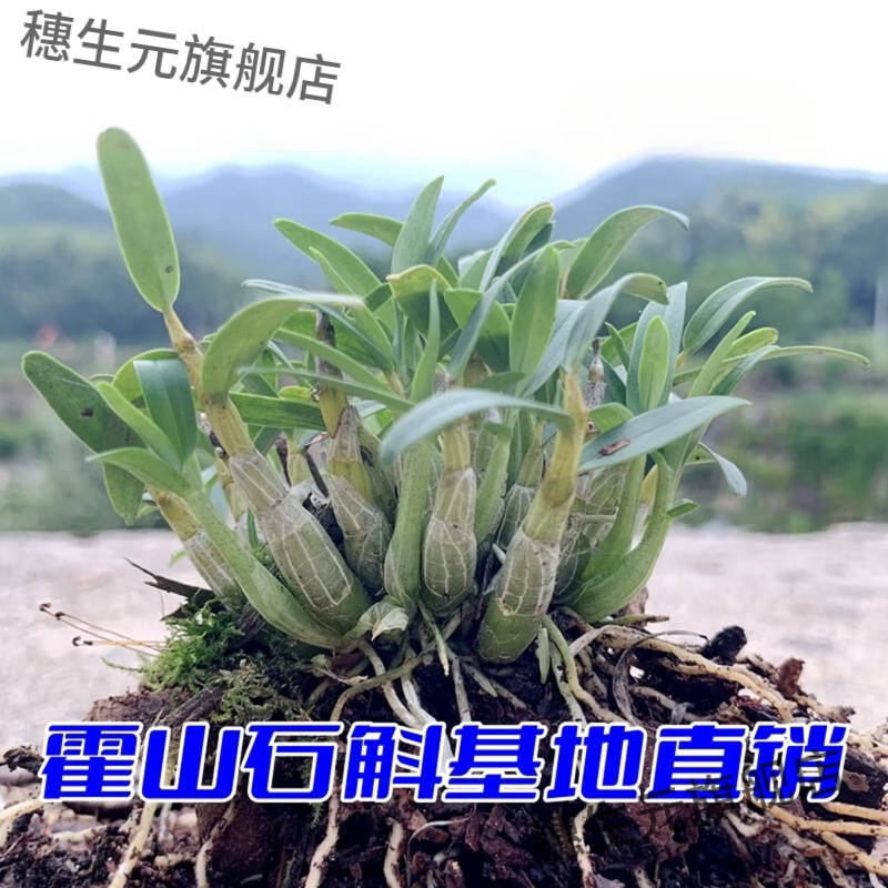 正宗霍山石斛苗米斛盆景矮壮品种超铁皮石斛盆栽鲜条枫斗 霍