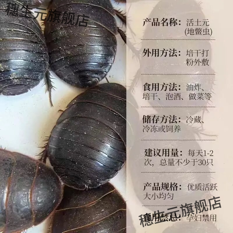 鲜活土鳖虫活体接骨偏方