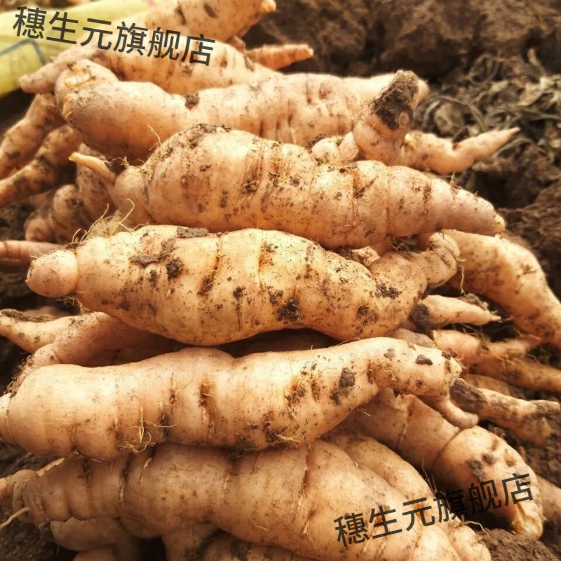 正鲜生地黄1/3斤现挖整箱