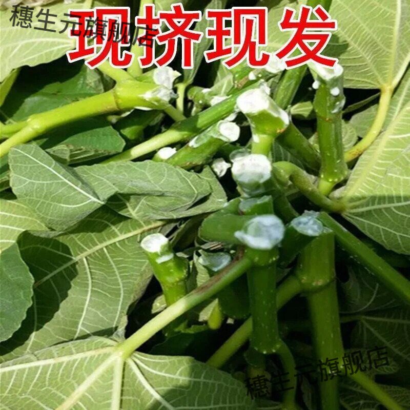 四川深山15年+构树汁现采现发