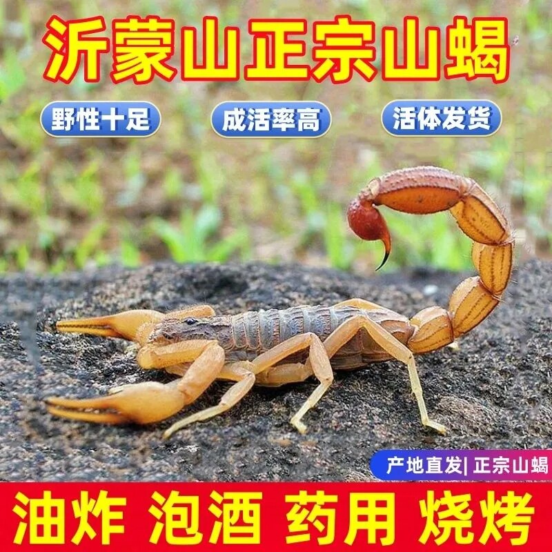正宗沂蒙山野性十足活蝎子