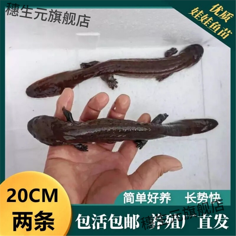 娃鱼富贵鲜活大鲵冷水观赏
