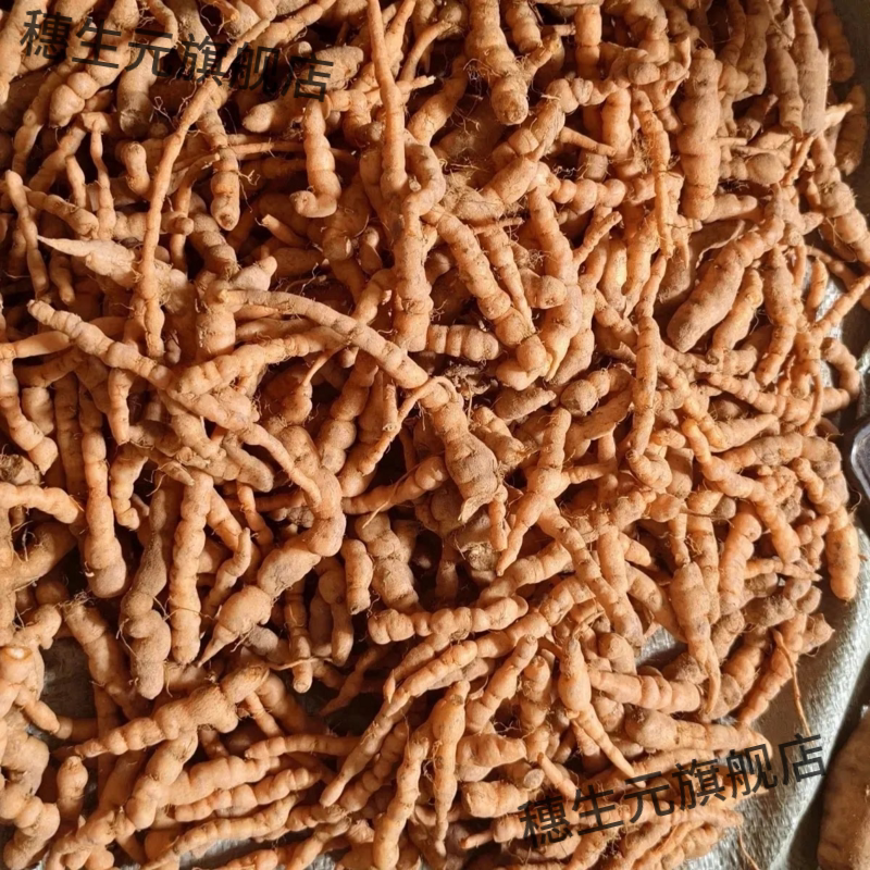 野生鲜生地黄根苗整株发货