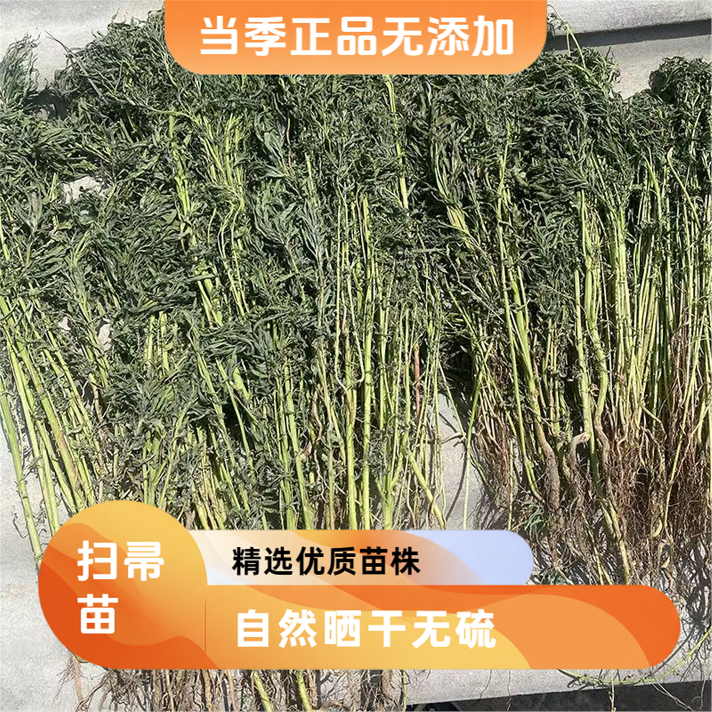 扫帚苗无硫精选自然晒干野