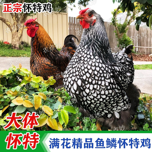 怀特鸡活鸡鱼鳞鸡正宗怀特鱼鳞鸡纯正紫怀特黑白花怀特鸡纯观赏鸡