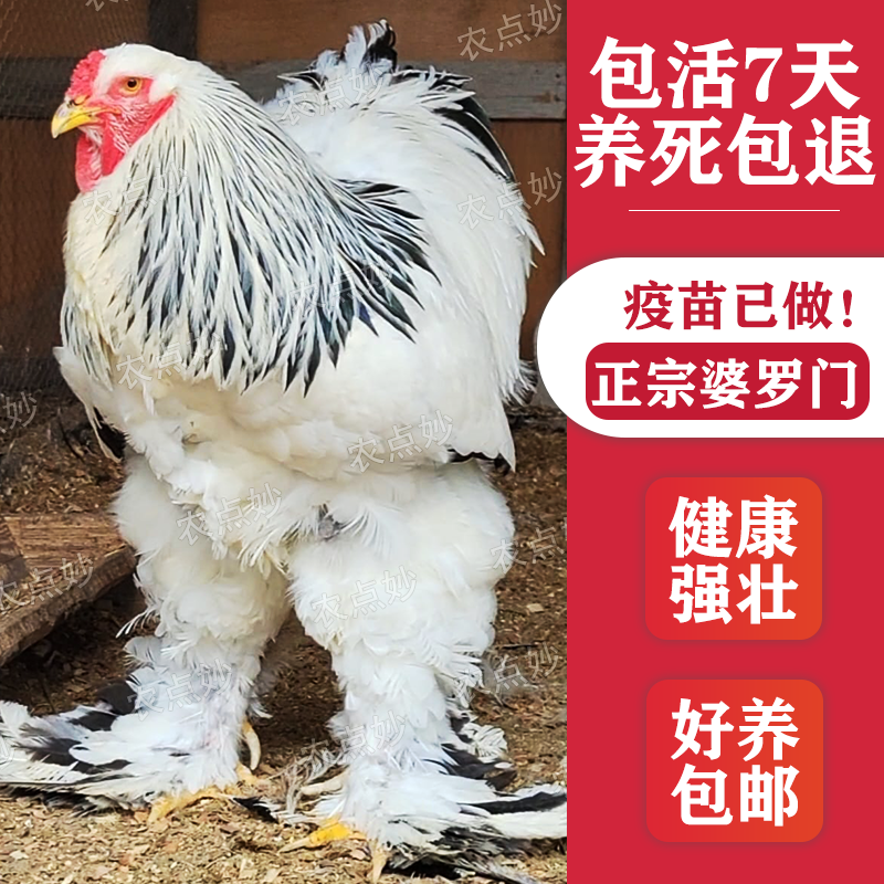 婆罗门鸡活的纯正巨型婆罗门鸡正宗巨型婆罗门鸡大红袍观赏鸡包邮 - 实物图