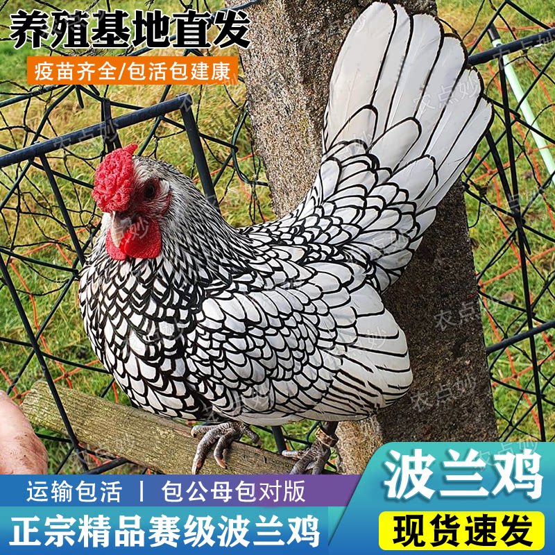 农点妙正宗波兰观赏鸡