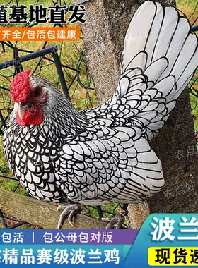 农点妙正宗波兰观赏鸡