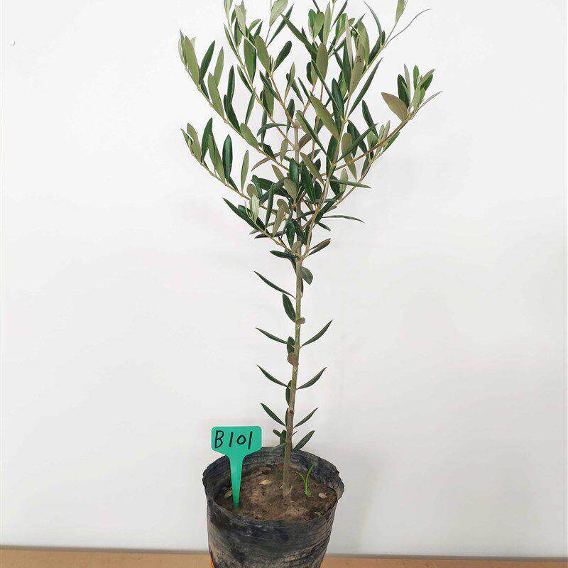 油橄榄盆栽植物树苗