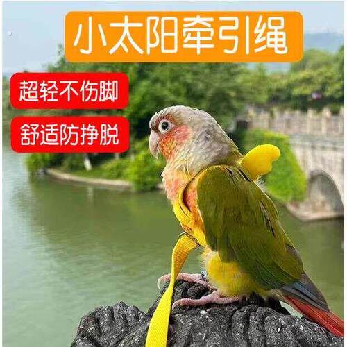 小太阳牵引绳鹦鹉外出超轻放飞绳背心弹力专用玄凤牡丹虎皮鸟用带