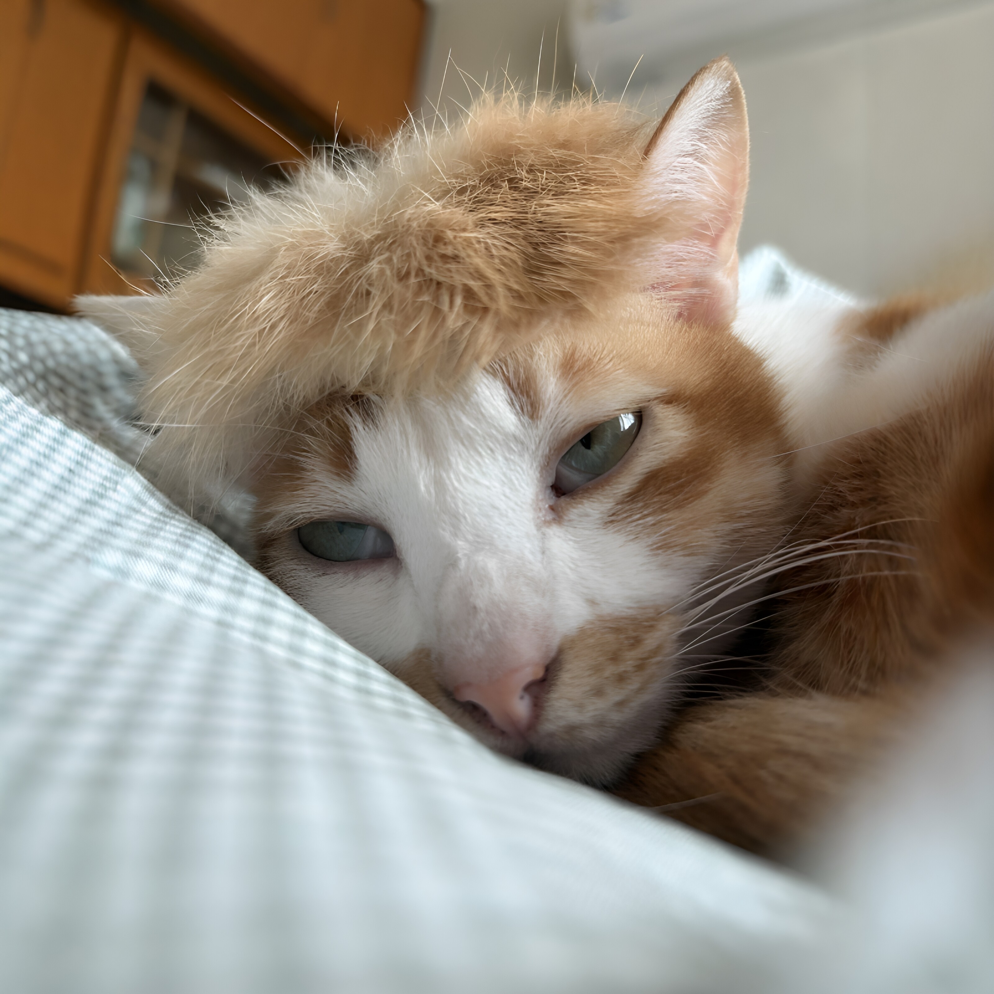 【小黄毛猫！】宠物假发黄毛发饰