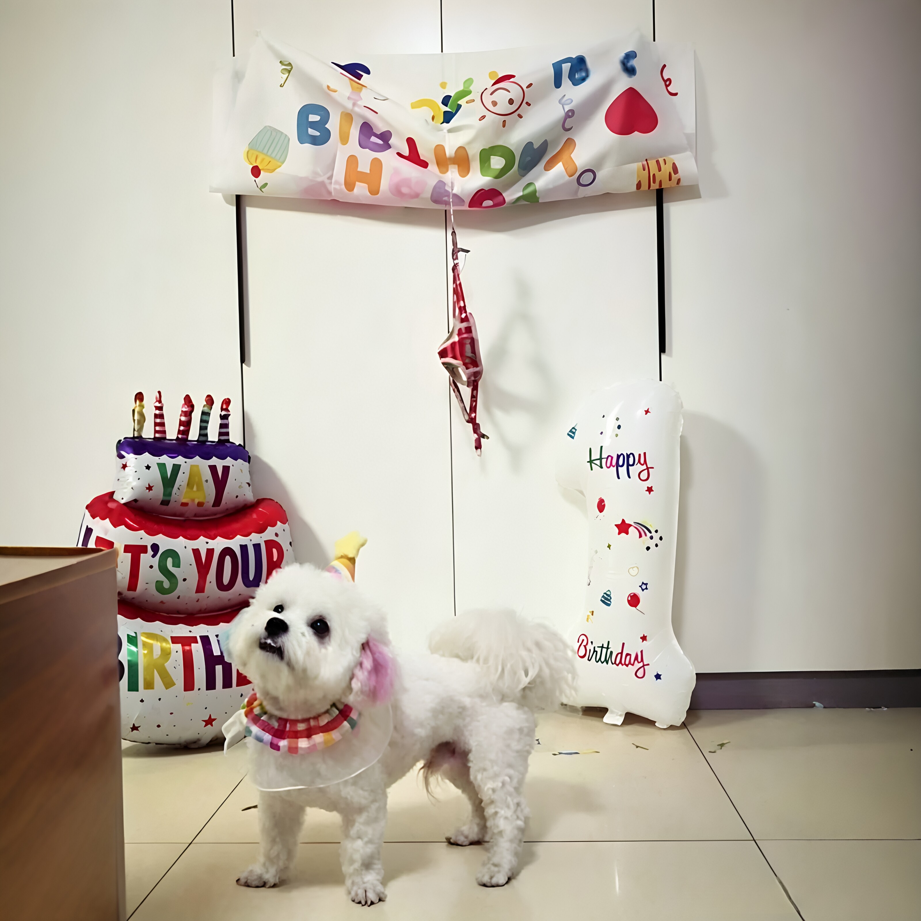 【小狗过生日！】狗狗生日瀑布！