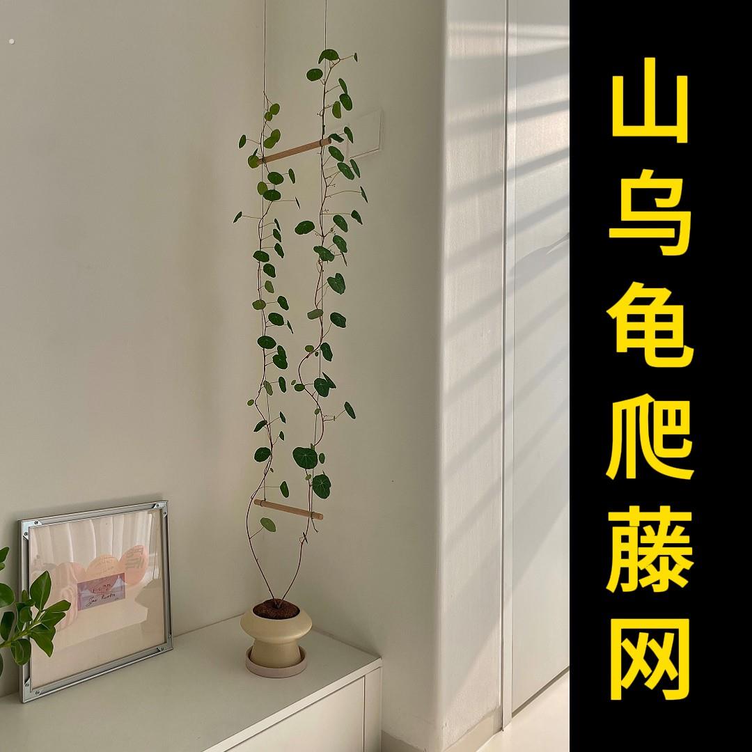山乌龟爬藤架绿植物室内攀爬软网格牵引线仿麻绳木梯子装饰壁挂架