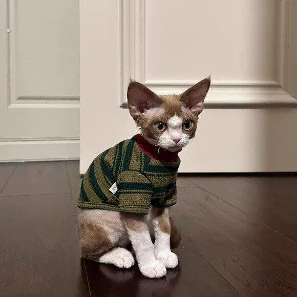 猫咪衣服春夏季2025新款条纹两脚衣可爱无毛猫蓝猫布偶猫幼猫背心