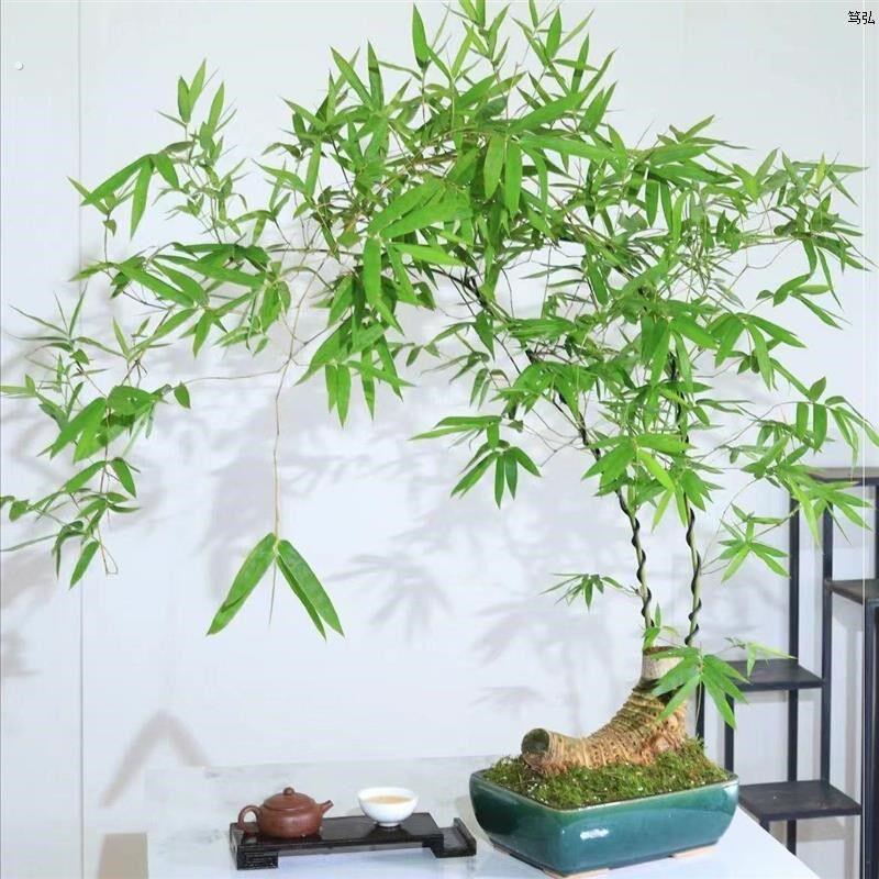 小叶簕竹老桩正宗小叶簕竹根苗勒竹桩桌面绿植创意盆景文人茶几书