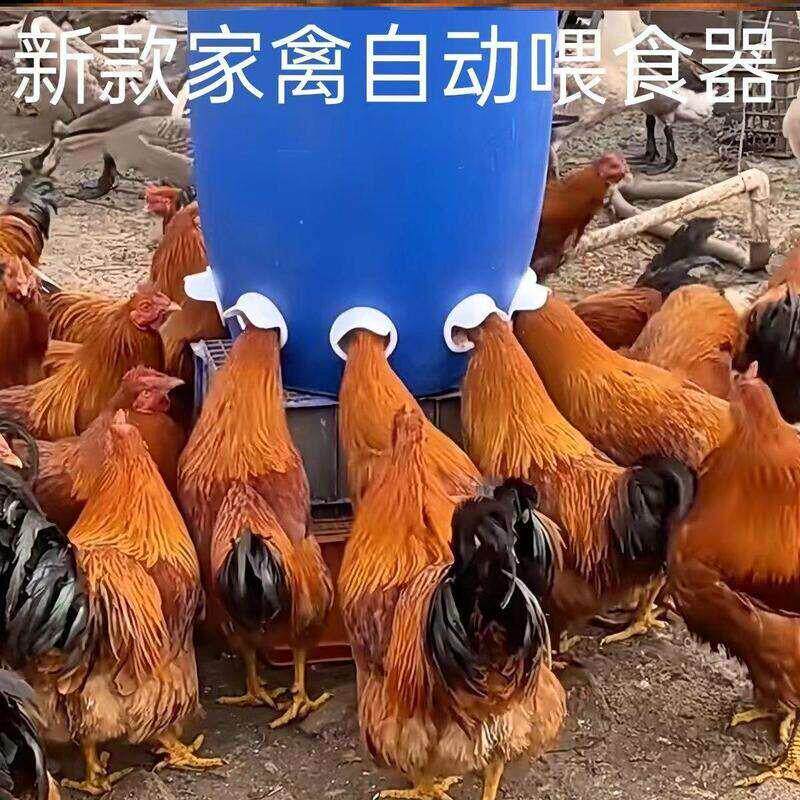 鸡鸭喂喂料器新型加厚自动下料器懒喂料桶人家禽喂鸡自动喂食器