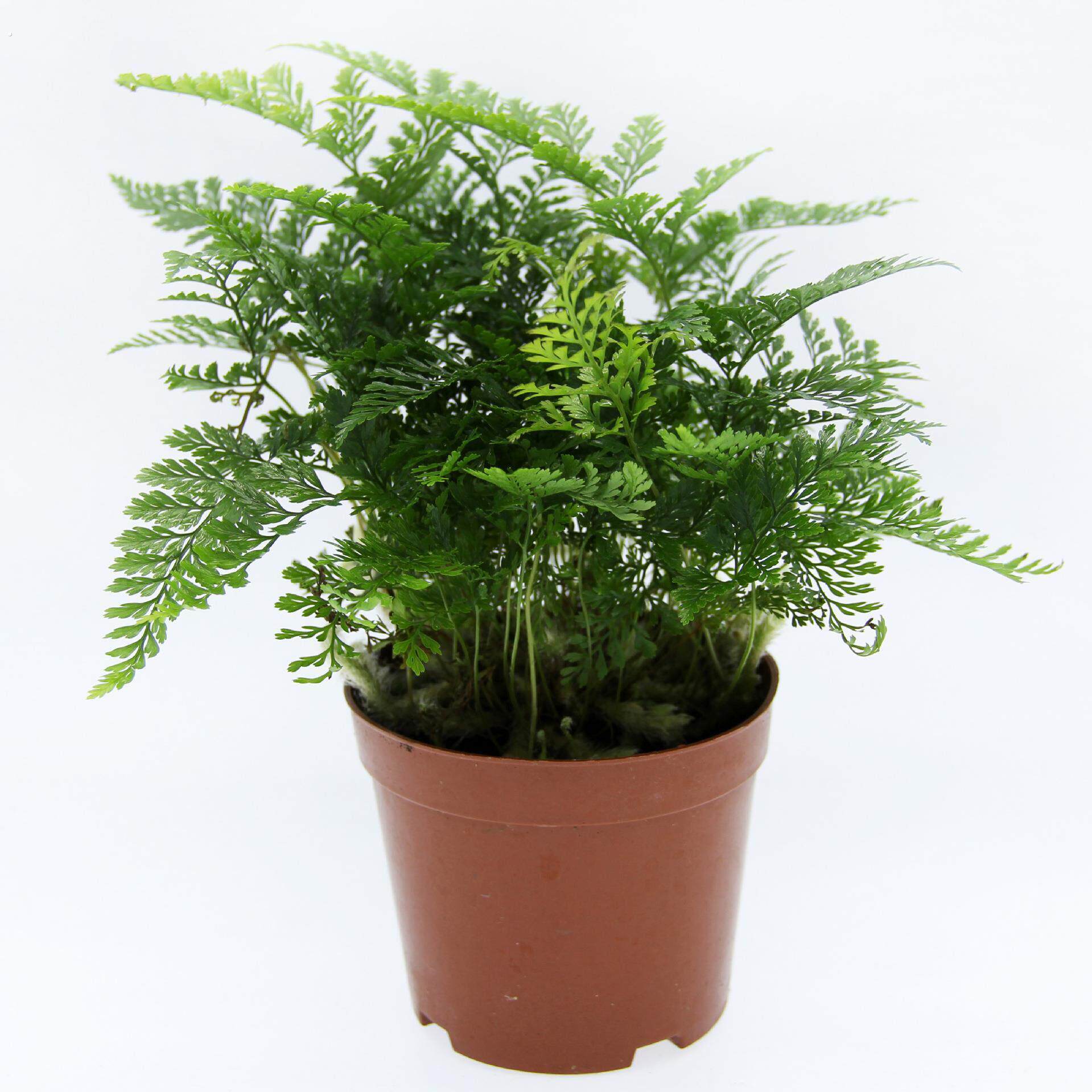 苔藓微景观制作蕨类植物 微景观植物 狼尾蕨 植物 造景盆栽