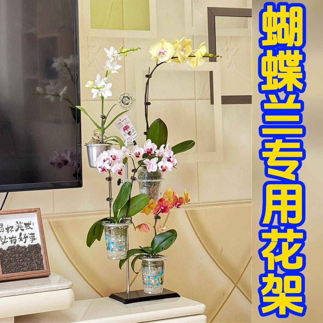 蝴蝶兰专用花架小型可移动悬挂托架飘窗台桌面客厅多层高级感落地