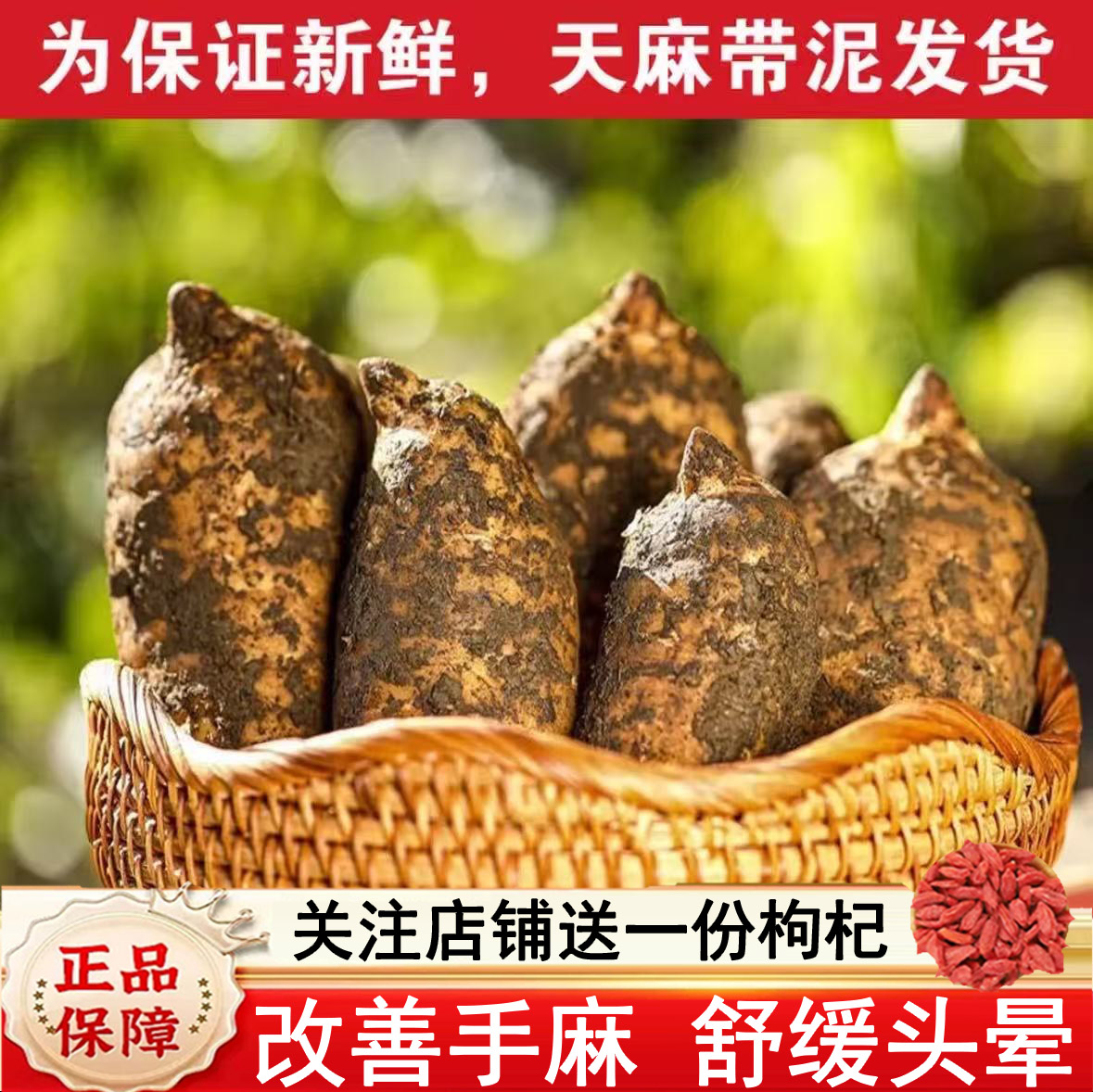 小草坝新鲜天麻改善手脚麻
