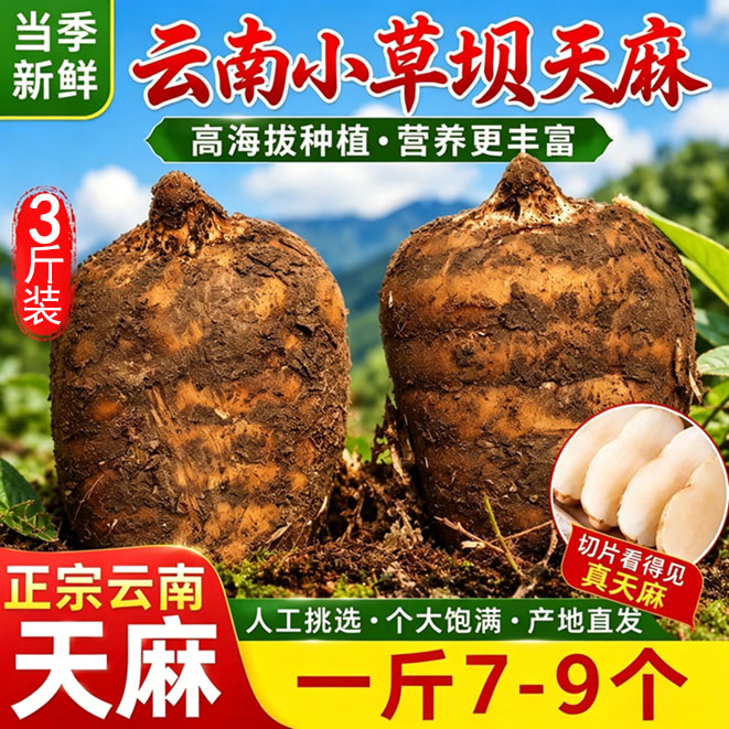 新鲜天麻云南昭通特级官方正品小草坝正宗整个天麻煲汤食材中药材