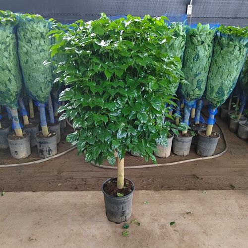 幸福树盆栽办公室客厅大型绿植盆景平安树驱蚊植物开业乔迁花卉