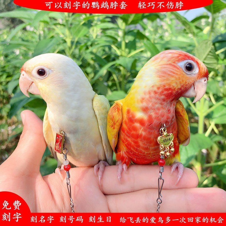 平安锁刻字鹦鹉脖套牡丹玄风栓鸟脖圈户外放飞遛鸟防丢信息轻巧