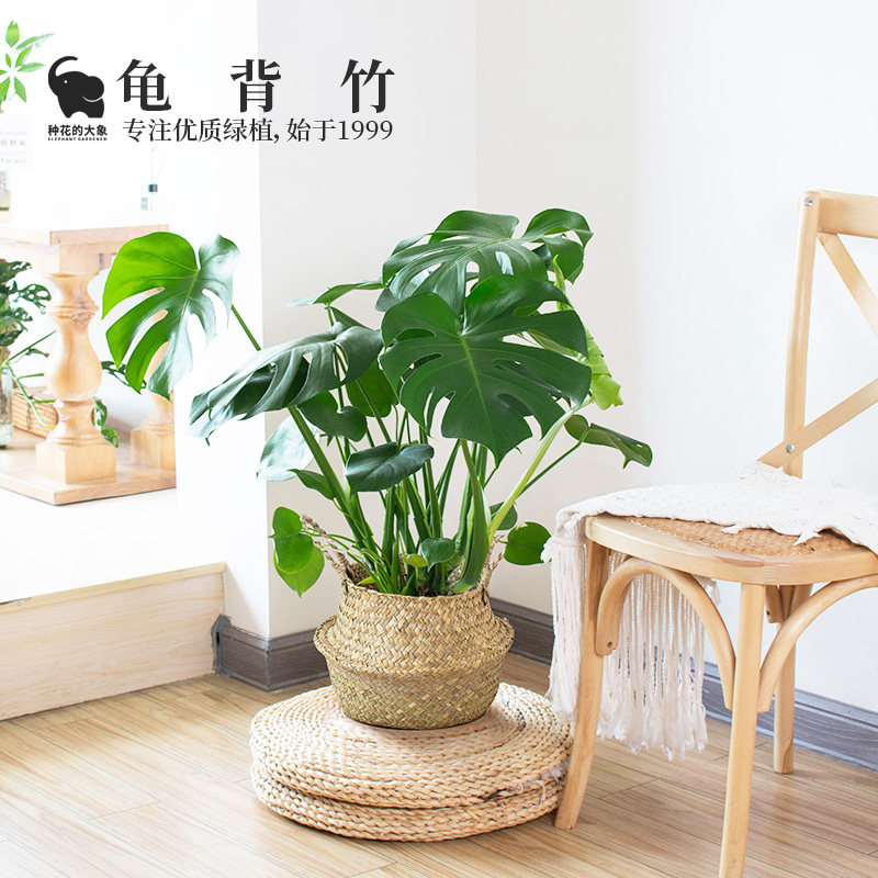 种花的大象龟背竹大型绿植办公室内新房去甲醛八方来财植物盆栽