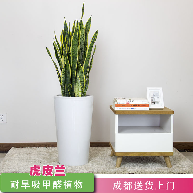 花卉观花大盆栽植物室内花大型金边虎皮兰大型室内客厅家用吸甲醛