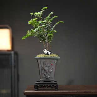小叶紫檀盆景植物树苗盆栽办公室桌面室内花卉绿植好养活禅意摆件